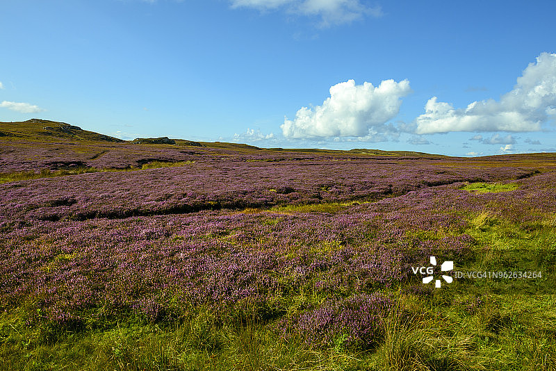 英国苏格兰高地，Sutherland，Caithness，Strathy Point附近盛开的石楠花图片素材