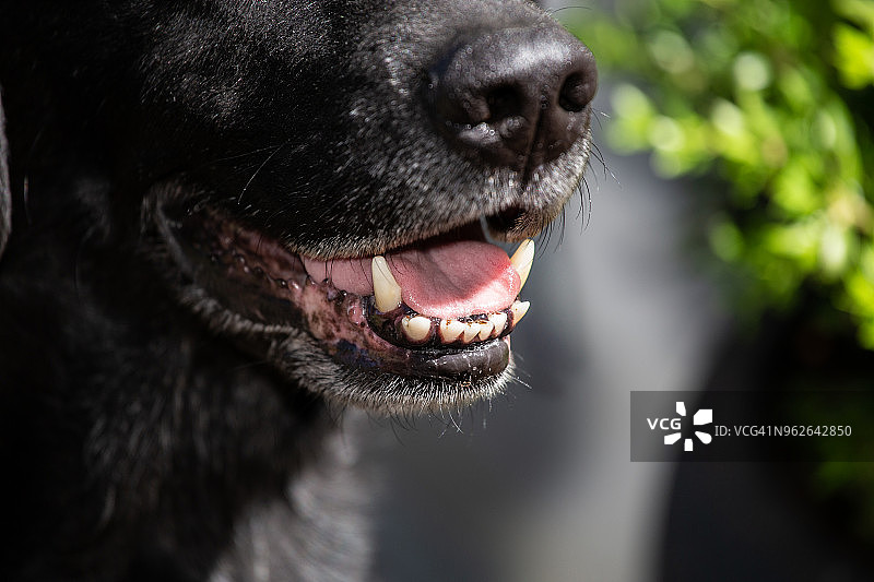 小狗露出牙齿图片素材