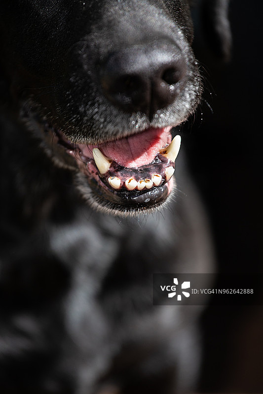 小狗露出牙齿图片素材