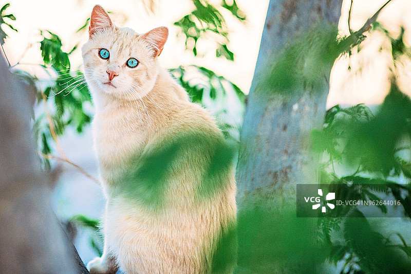 美丽的浅橙色猫，有着惊艳的蓝色眼睛图片素材