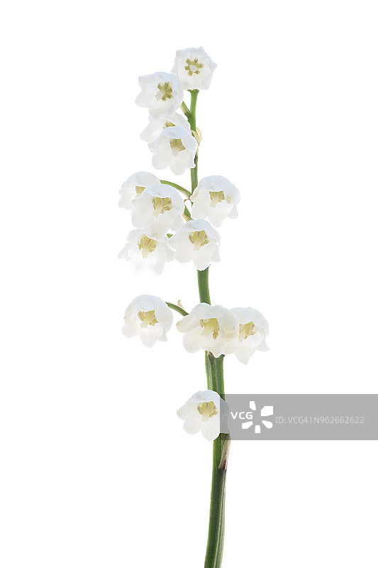 白色背景上的铃兰图片素材