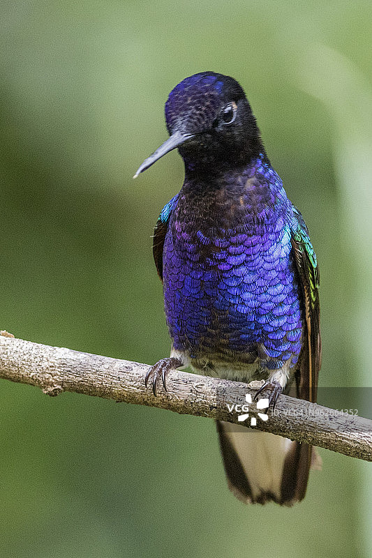 丝绒紫冠蜂鸟图片素材