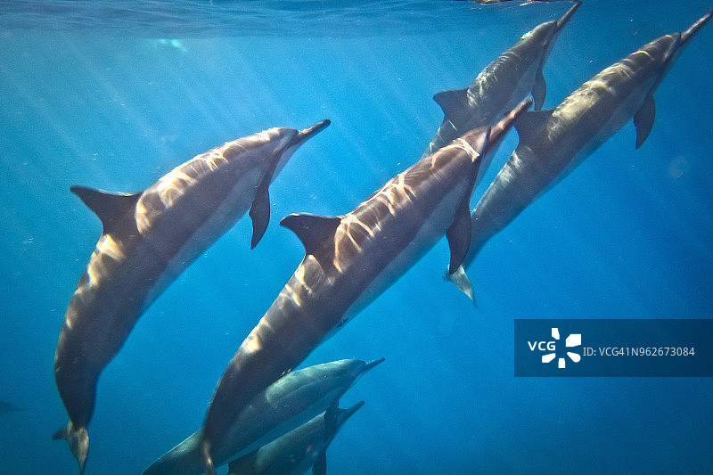 夏威夷凯阿拉凯夸湾的飞旋海豚群图片素材