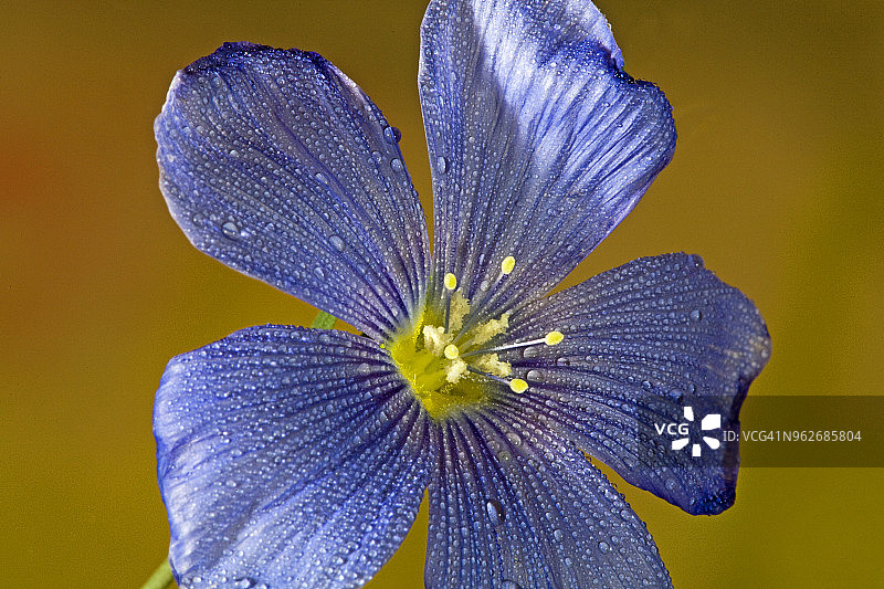 西部蓝色亚麻野花性器官特写图片素材