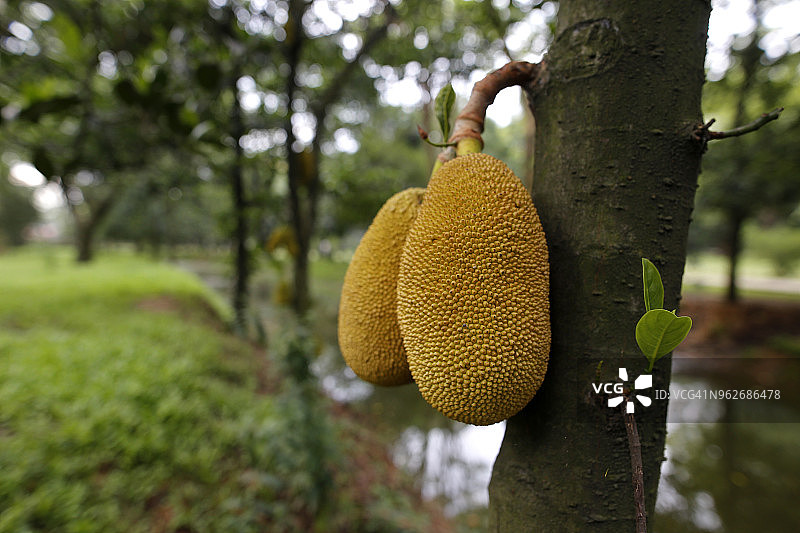 菠萝蜜图片素材