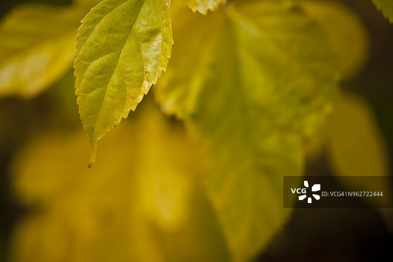 黄色桑叶图片素材