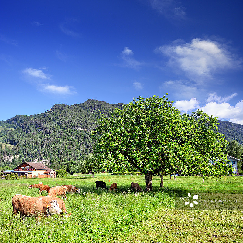 瑞士奶牛图片素材