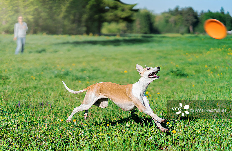 小型英国灵缇犬追逐飞盘图片素材