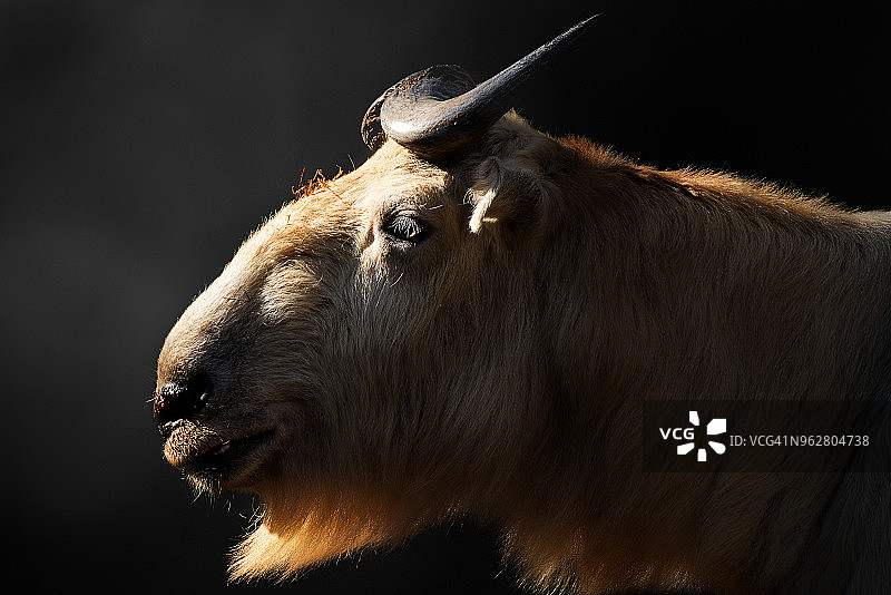 金色羚牛图片素材