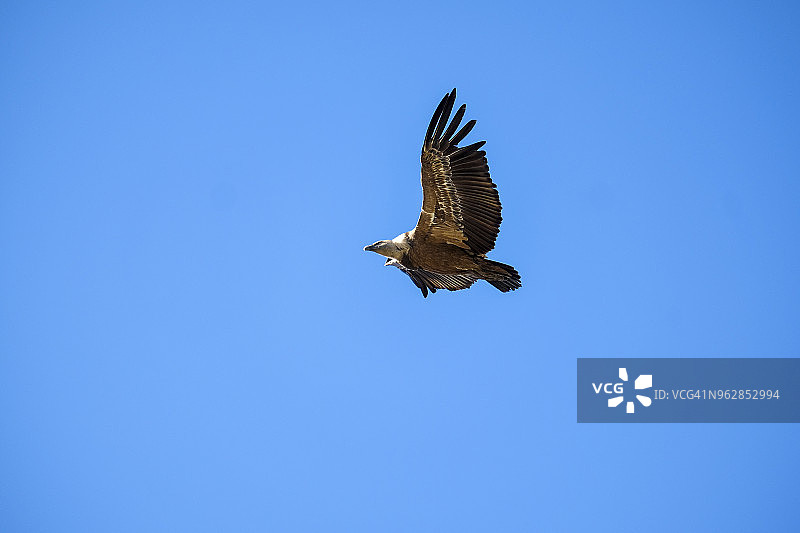 西班牙的秃鹫图片素材