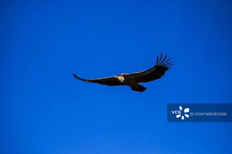 西班牙的秃鹫图片素材