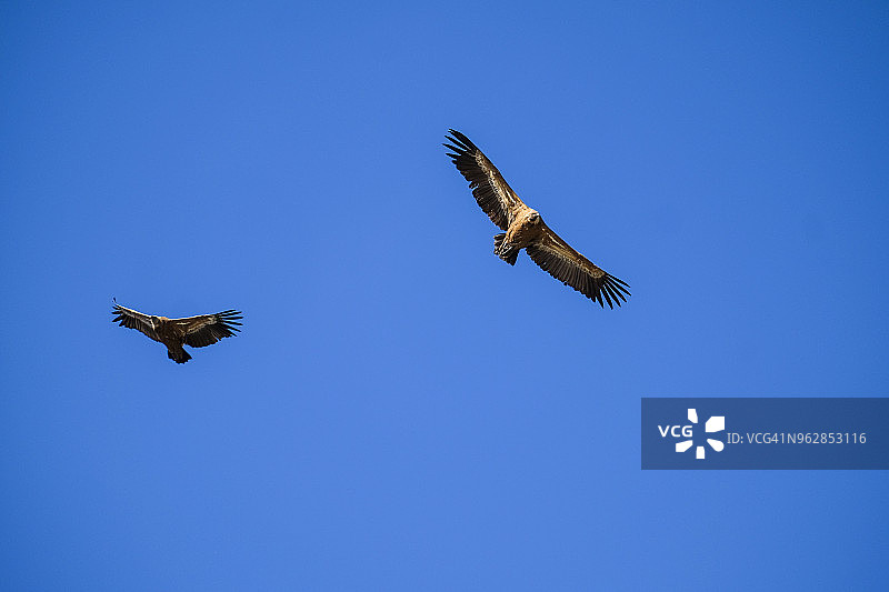 西班牙的秃鹫图片素材
