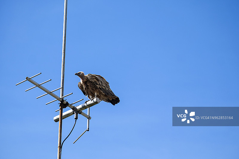 西班牙的秃鹫图片素材