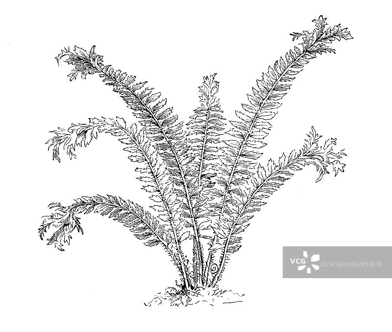植物古董雕刻插图：镰叶复叶耳蕨图片素材