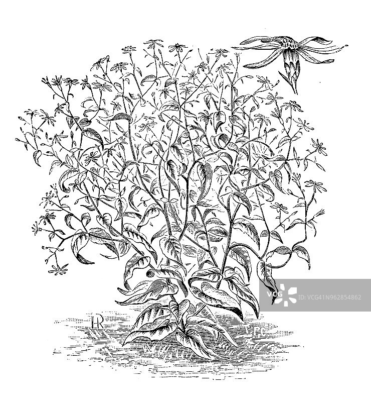 植物学古董雕刻插图：伞房 Aster图片素材
