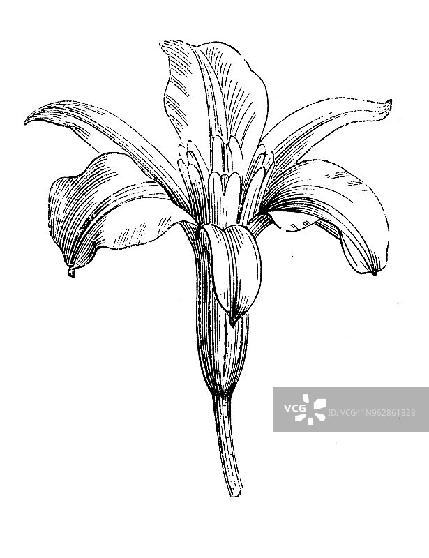 植物学古董雕刻插图：紫须花图片素材