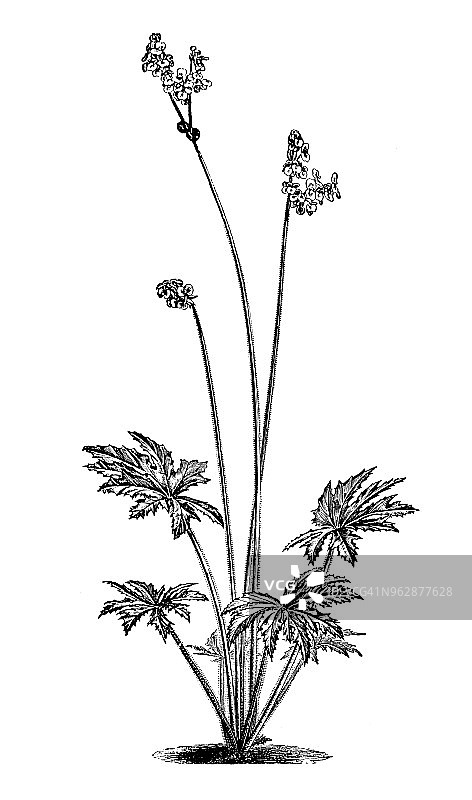 秋海棠植物复古雕刻插画：掌状 Begonia图片素材