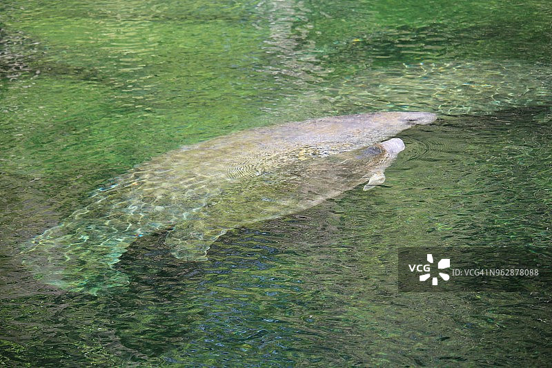 野外环境中的母海牛和小海牛图片素材