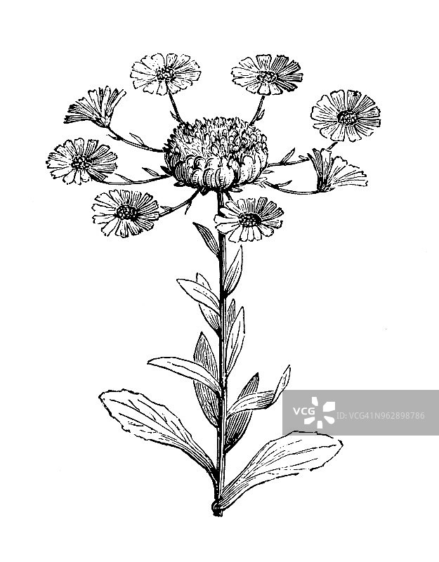 植物学：金盏花古董雕刻插图图片素材