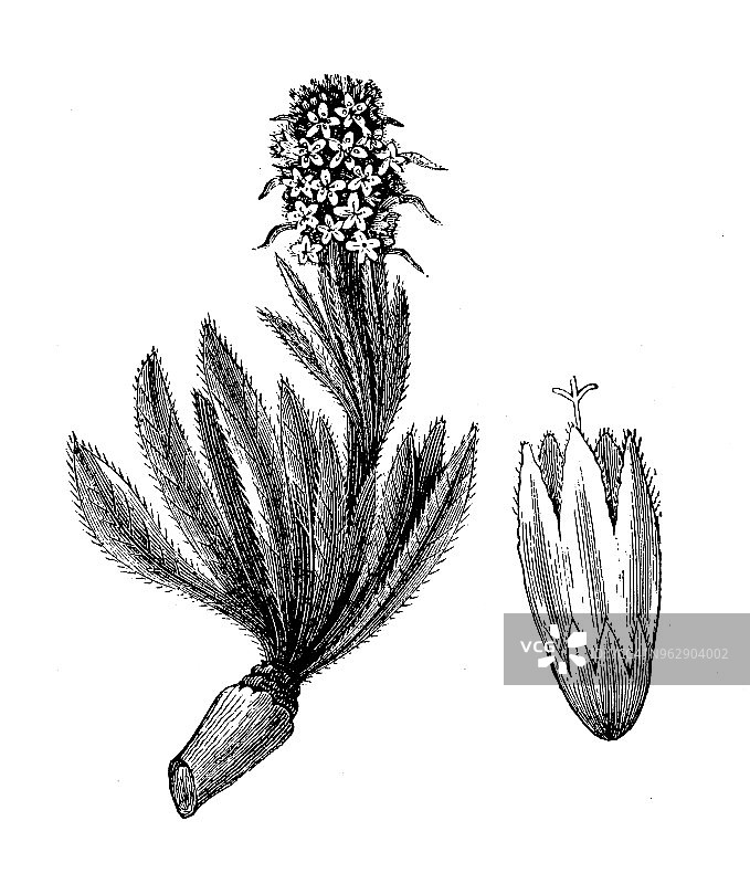 植物学古董雕刻插图：Campanula Thyrsoidea图片素材