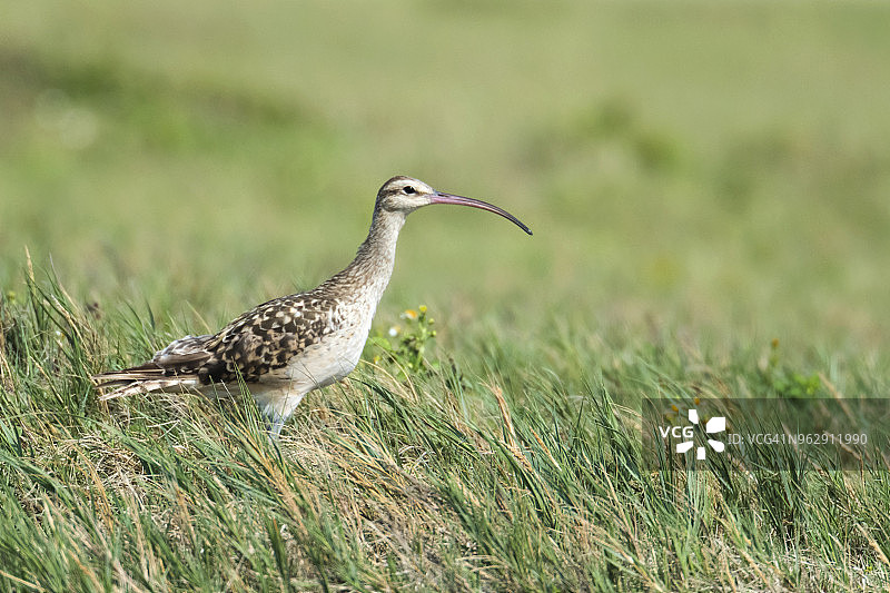 太平洋杓鹬图片素材