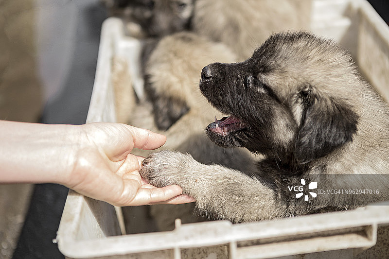 集市上的小牧羊犬图片素材