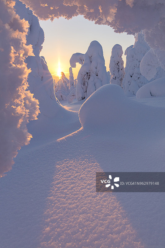 黎明时分，拉普兰波西奥里西通图里国家公园，雪林中冰冻树木上的旭日图片素材