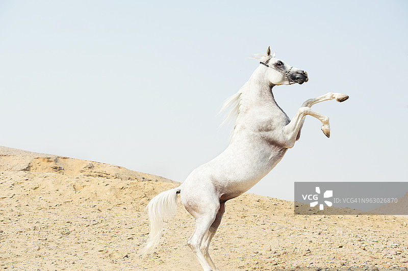 沙漠中扬起的白色阿拉伯种马，埃及图片素材