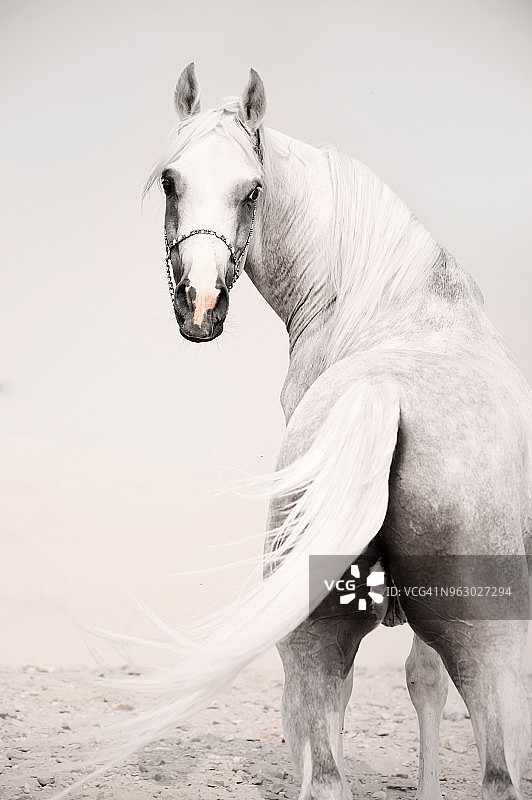 沙漠中纯种阿拉伯白马的背影肖像（埃及）图片素材