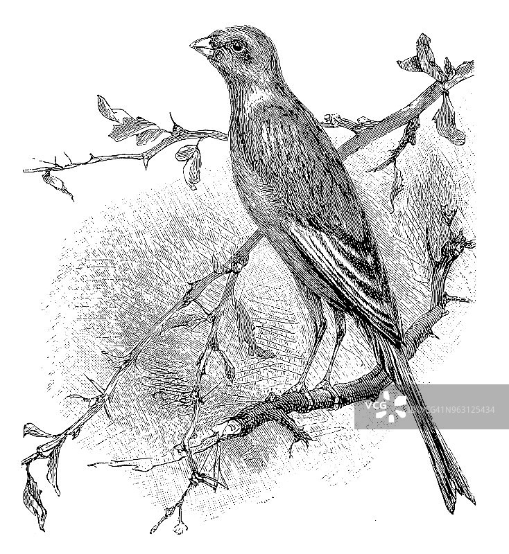 英国培育的金丝雀图片素材