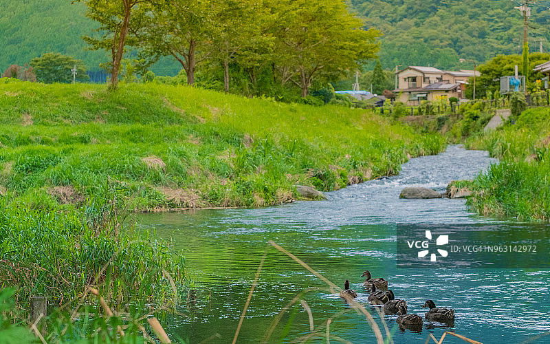 在河里游泳的鸭子，位于日本大分县由布市图片素材