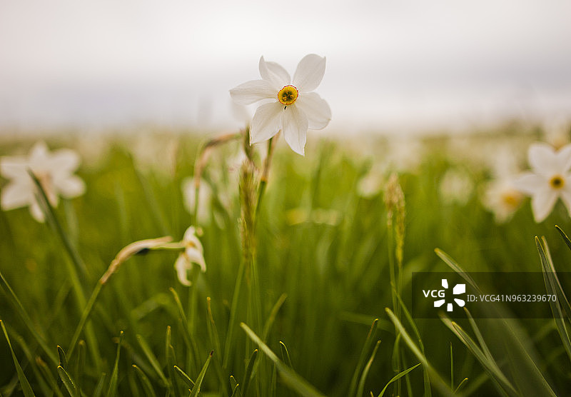 花朵-水仙花图片素材