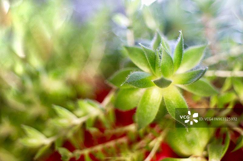 带小叶的多肉植物特写图片素材