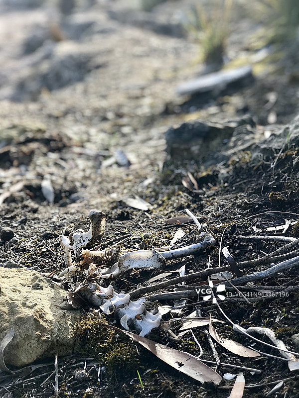 袋鼠岛上的骨骼图片素材