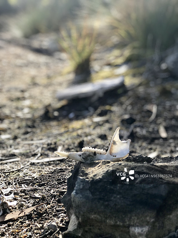 袋鼠岛上的骨骼图片素材