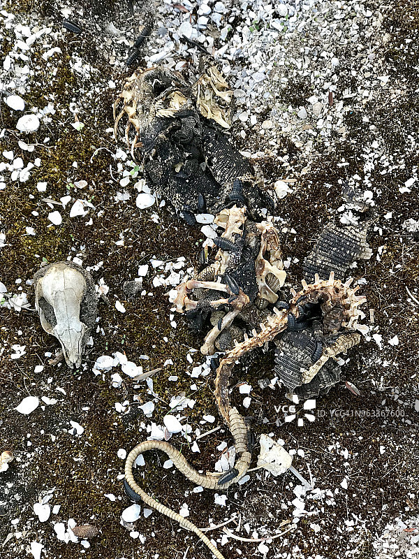 袋鼠岛上的骨骼图片素材