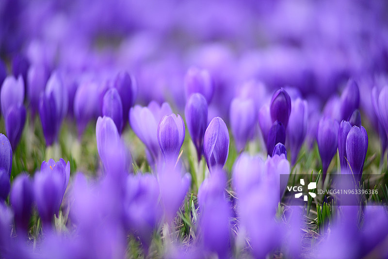 紫色番红花散景图片素材