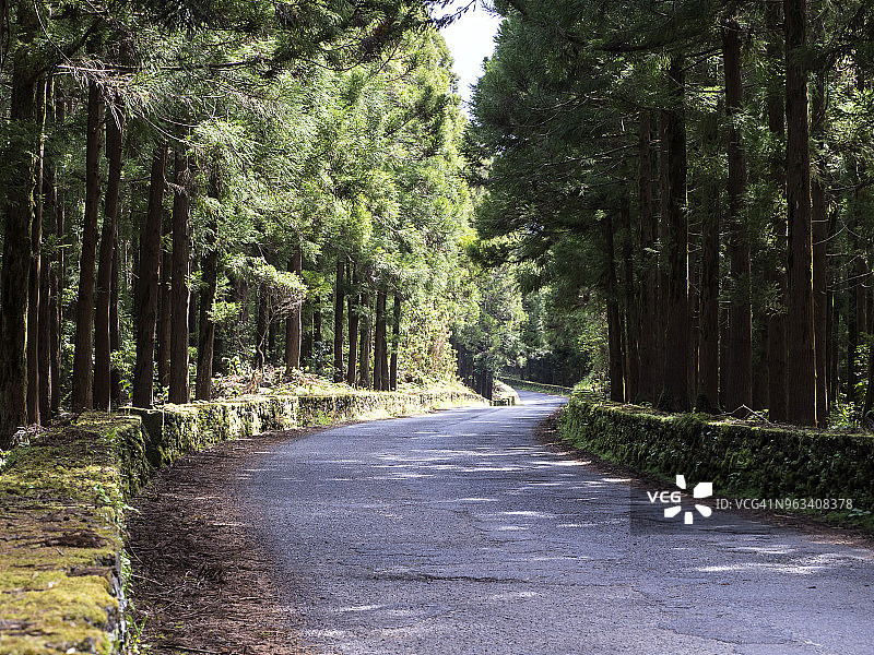 亚速尔群岛特塞拉岛森林中大树成行的蜿蜒道路图片素材