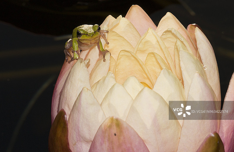 绿树蛙栖息在荷叶上图片素材