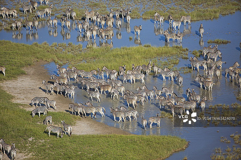 博茨瓦纳马卡迪卡迪盐沼，迁徙的布氏斑马群（Equus burchelli）饮水的航拍图片素材