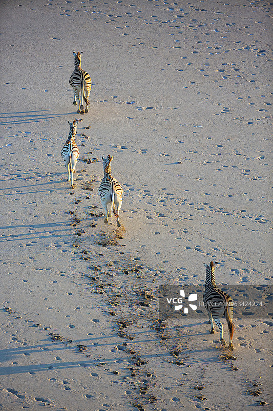 壮观的航拍视角：迁徙的布氏斑马在博茨瓦纳马卡迪卡迪盐沼上行走，投下阴影图片素材