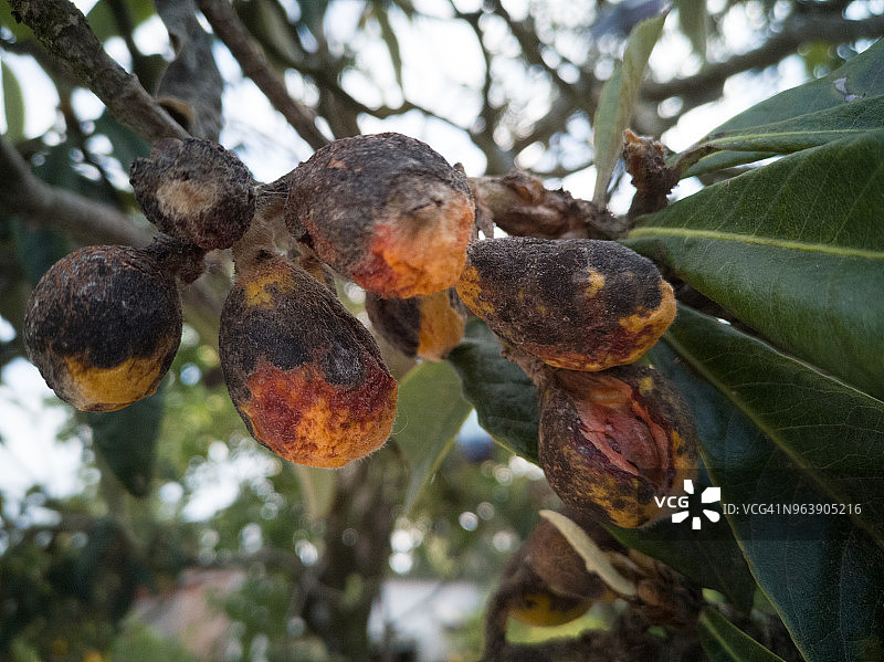损坏的枇杷果图片素材