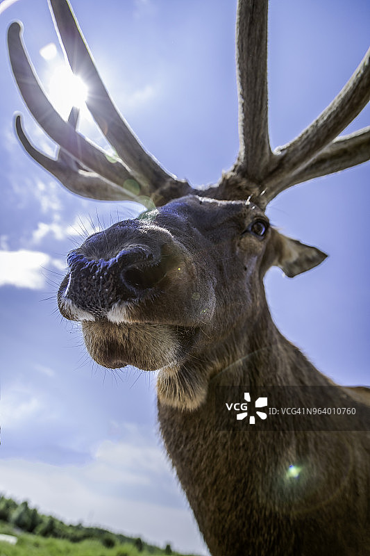 有趣的驼鹿特写肖像图片素材