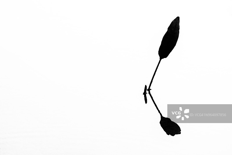 带有水影的叶子轮廓图片素材