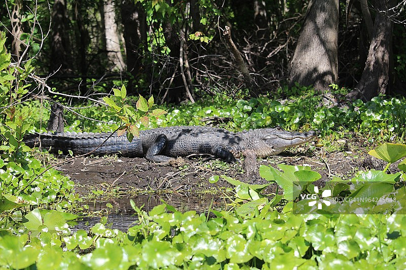 野外的大鳄鱼图片素材