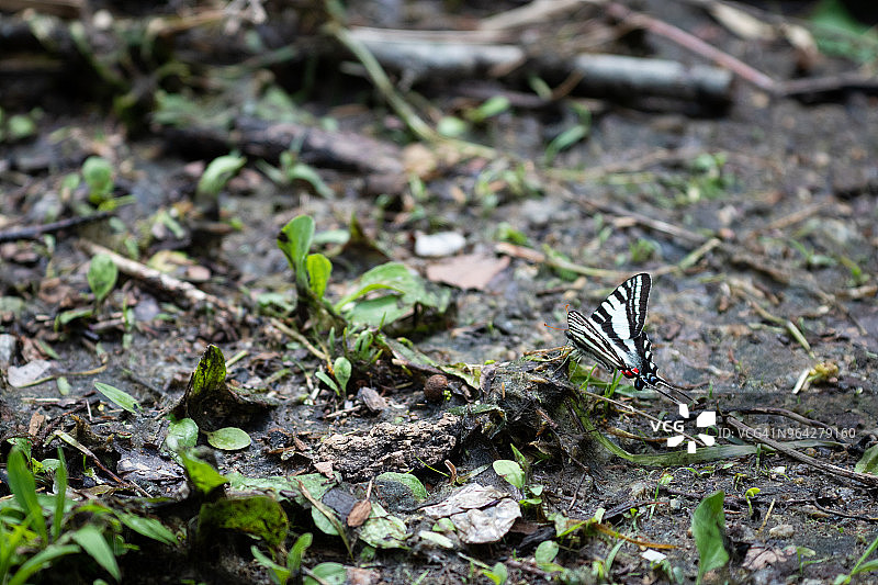 燕尾蝶图片素材