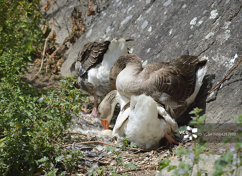 三只鹅在巢里照看一颗蛋图片素材