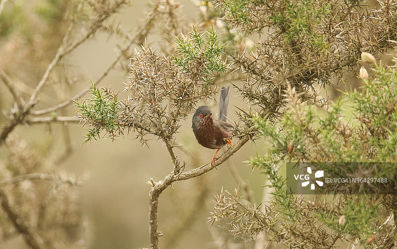 美丽的白喉林莺栖息于石楠丛图片素材