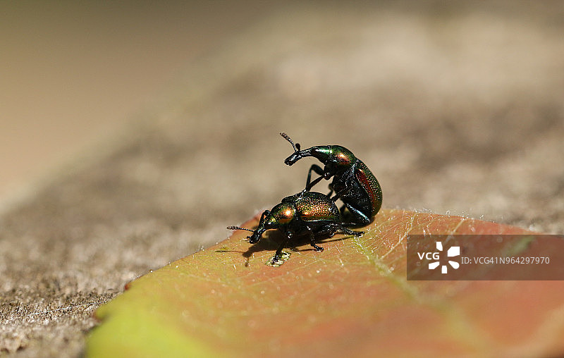 一对漂亮的卷叶象鼻虫在叶子上交配图片素材
