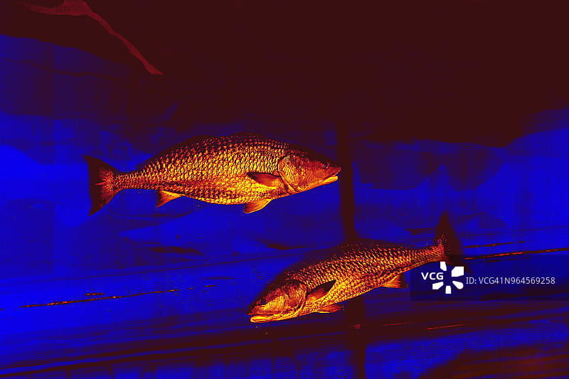 鱼缸中双鱼灰变金数字照片图片素材